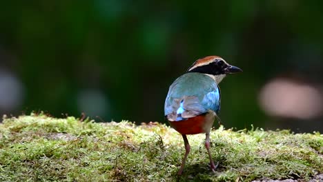 Uno-De-Los-Pittas-Más-Buscados-Y-Catalogado-Como-Una-Especie-Vulnerable