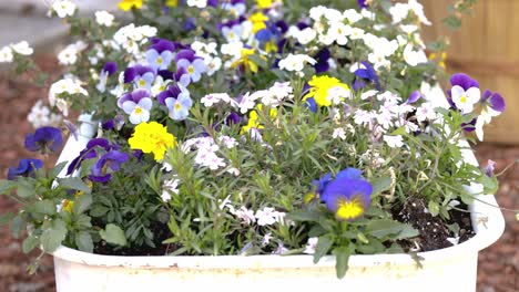 Regar-Una-Variedad-De-Flores-De-Jardín-En-Un-Vagón-Pintado