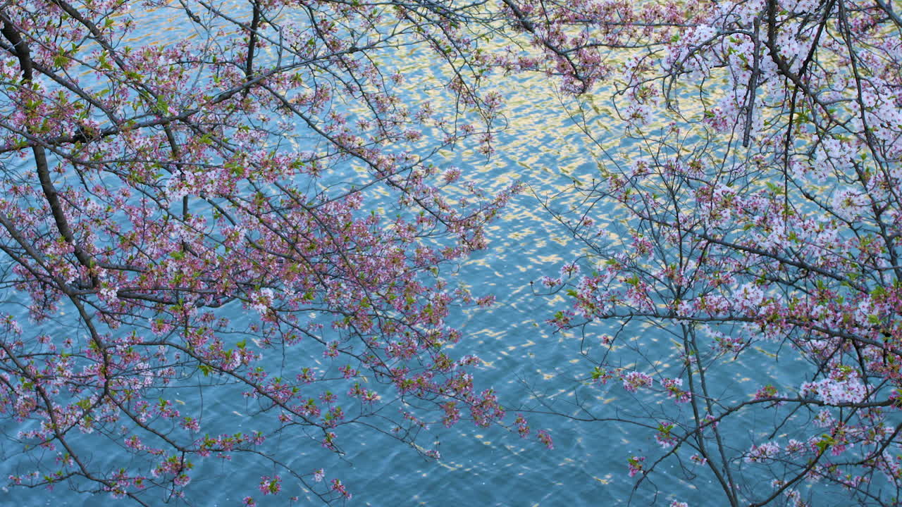 Japanese cherry blossoms sway gently in front of a blue river reflecting the sun, SLOW PAN