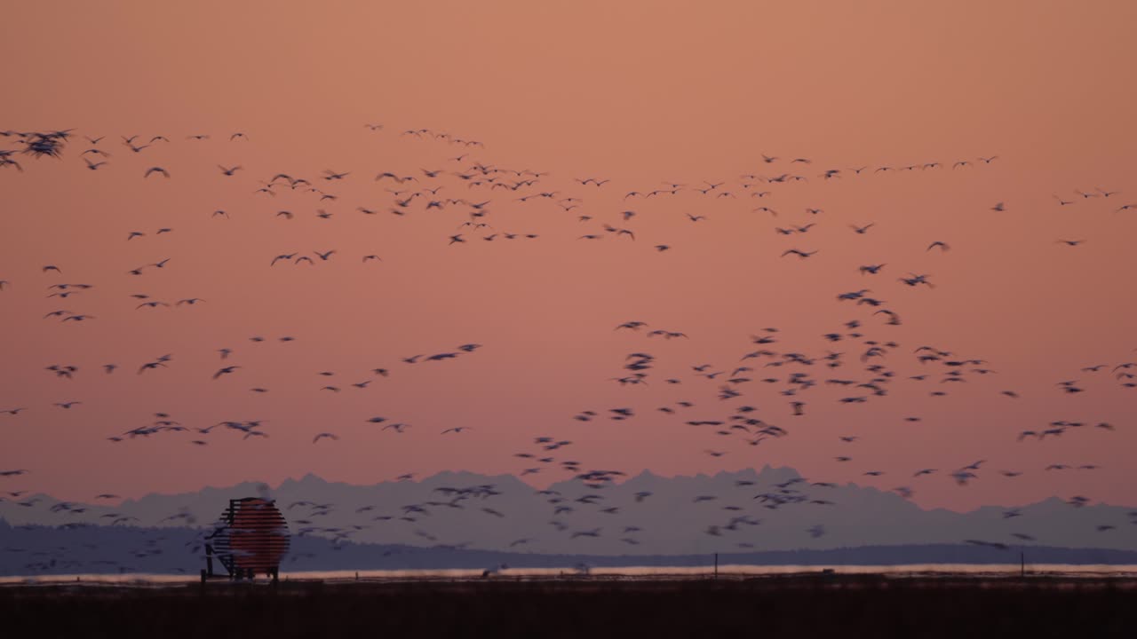 Huge number of wild snow geese flying over Richmond wetlands in wedges. Dramatic orange sky and blue mountains in the background.