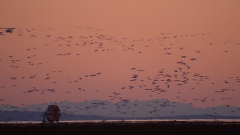 huge number of wild snow geese flying over richmond wetlands in wedges. dramatic orange sky and blue mountains in the background.