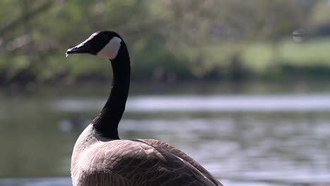 Retrato-De-Un-Pato-De-Cuello-Negro-Con-Vistas-Al-Estanque-En-El-Parque-De-Wimbledon,-Londres,-Reino-Unido