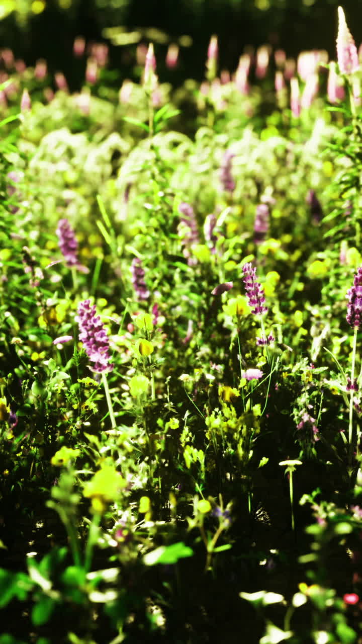 Vibrant wildflower meadow blooming with colors in a warm afternoon light