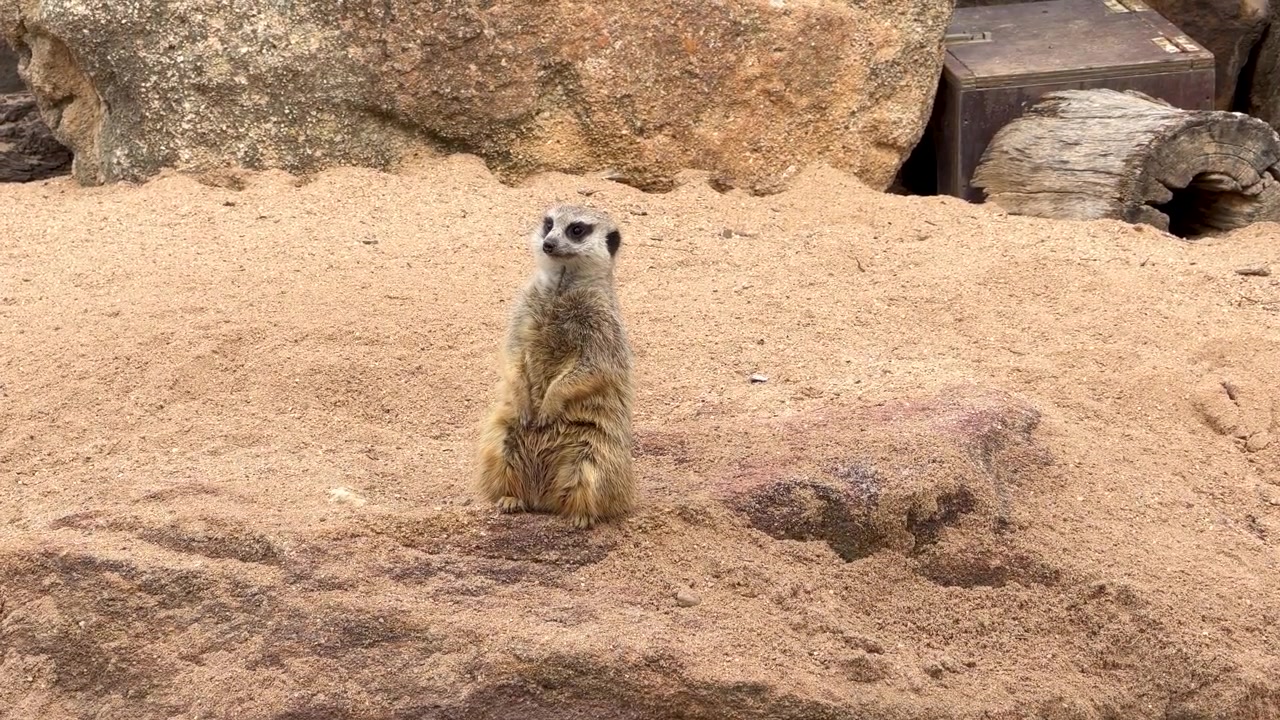 Um suricate fica em pé na areia e nas rochas, olhando ao redor com atenção em Dubbo, Austrália.