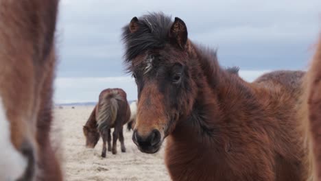 dark brown with black mane icelandic horse group on windy day, iceland