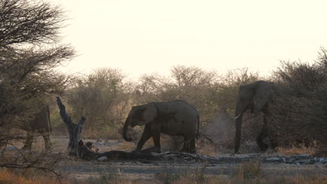 african bush elephant family walking through forest in africa at sunset