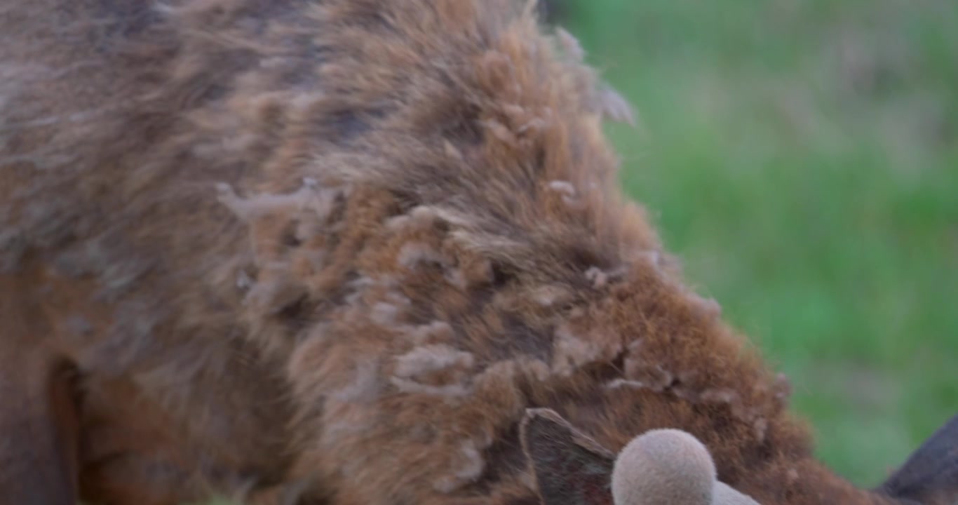 Primo piano di un alce al pascolo in Nord America mentre la telecamera si muove lentamente lungo il suo collo. Il vento si muove attraverso la folta pelliccia dell'animale, evidenziando la texture naturale e i dettagli