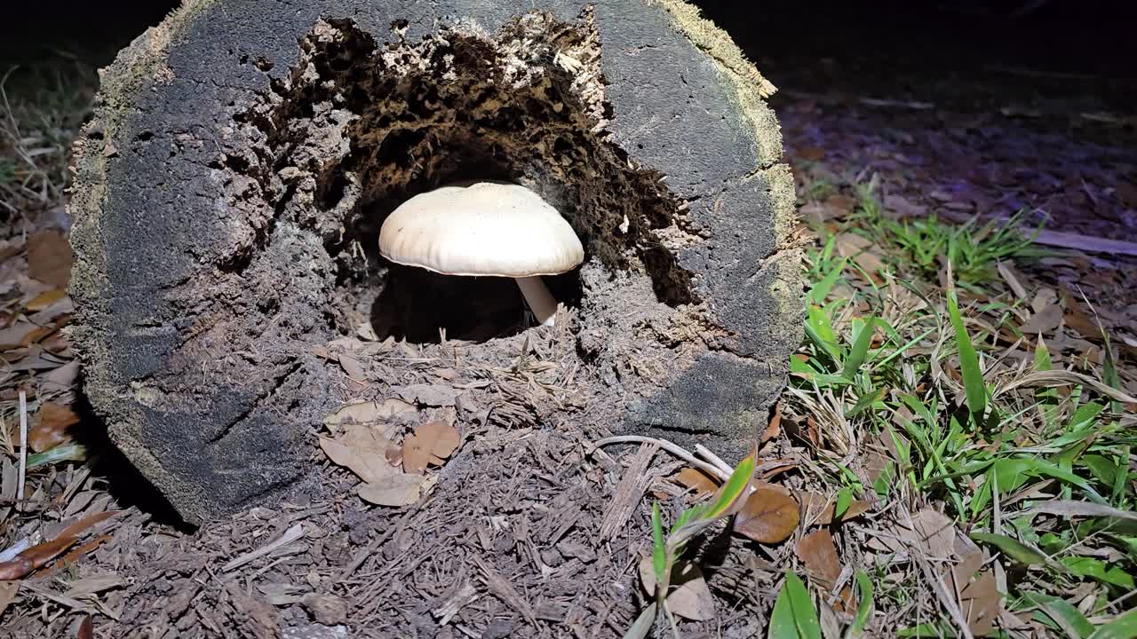 A single mushroom grows from the interior of a hollowed log, illuminated at night. Surrounded by dirt, bark, and scattered leaves, this shot reveals a quiet moment in the forest ecosystem.