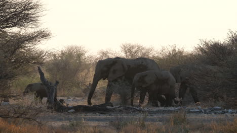 A-Procession-of-African-Bush-Elephants-in-Motion---Wide-Shot