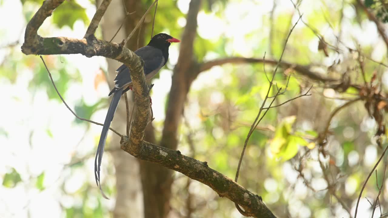 urraca azul de pico rojo, urocissa erythroryncha, material de archivo 4k, santuario de vida silvestre huai kha kaeng
