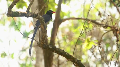 Red-billed-Blue-Magpie,-Urocissa-erythroryncha,-4K-Footage,-Huai-Kha-Kaeng-Wildlife-Sanctuary