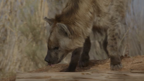 slow motion hyena licking lips