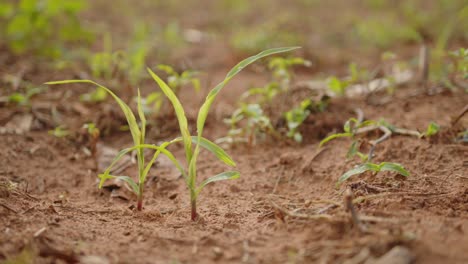 a close-up of vibrant green young corn plants, seedlings on dark brown fertile, moist soil