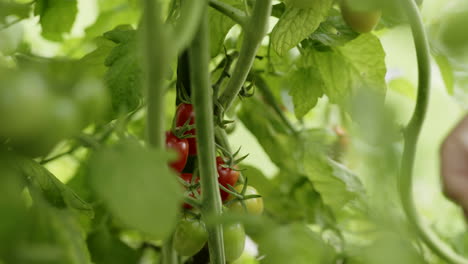 picking fresh cherry tomatoes from the vine