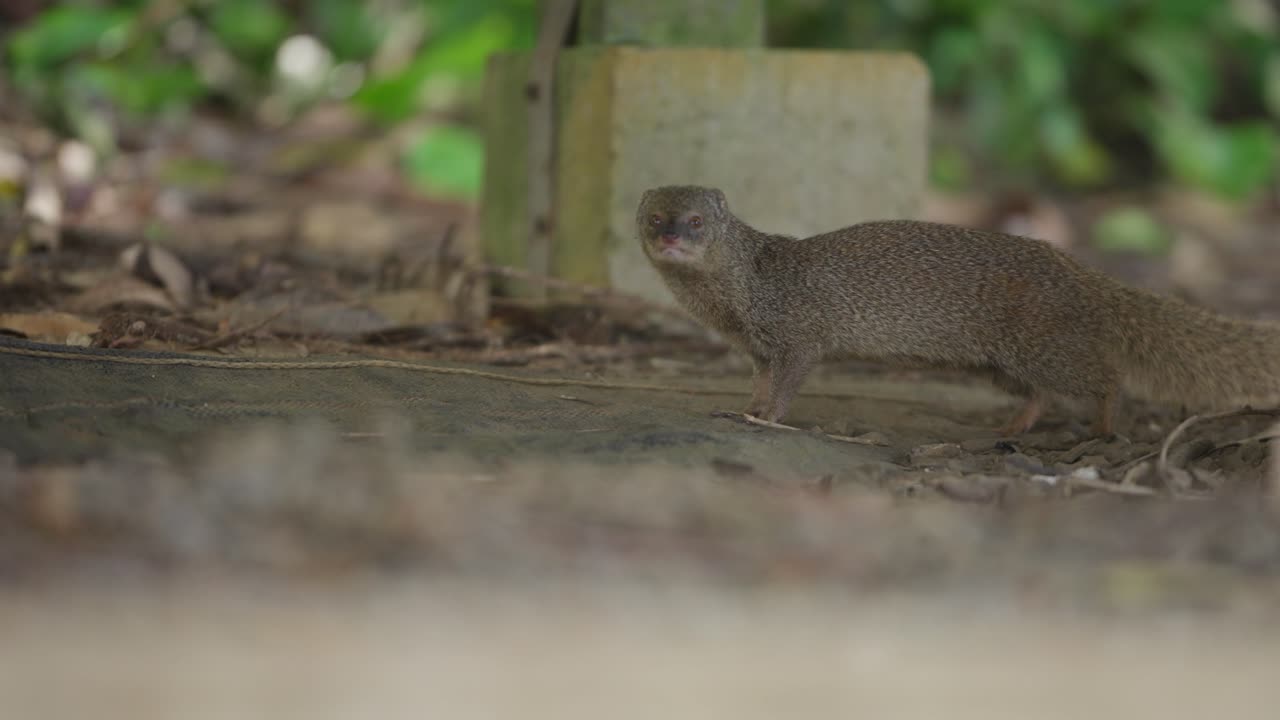 자연 환경에서의 몽구스