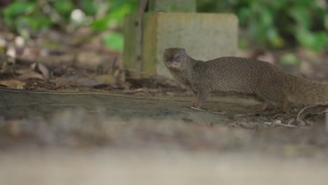 mongoose in a natural environment