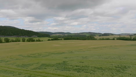 vast agricultural landscape of wheat crops with forest