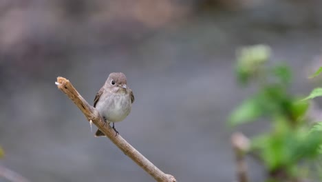 asian brown flycatcher, muscicapa dauurica seen on a twig with a stream in the background looking around and facing to its left early the morning in khao yai national park, thailand