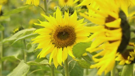 Eine-Biene-Landet-Auf-Einer-Sonnenblume-Und-Wiegt-Sich-Im-Wind,-Ein-Moment-Der-Schönheit-Und-Ausgeglichenheit-In-Der-Natur