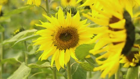 una abeja se posa en un girasol y se balancea con el viento, un momento de belleza y equilibrio en la naturaleza