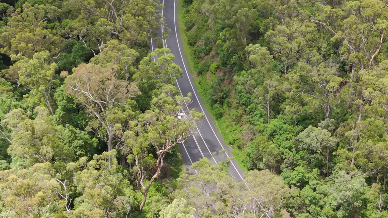 A drone captures a car navigating a winding road through dense forest greenery.