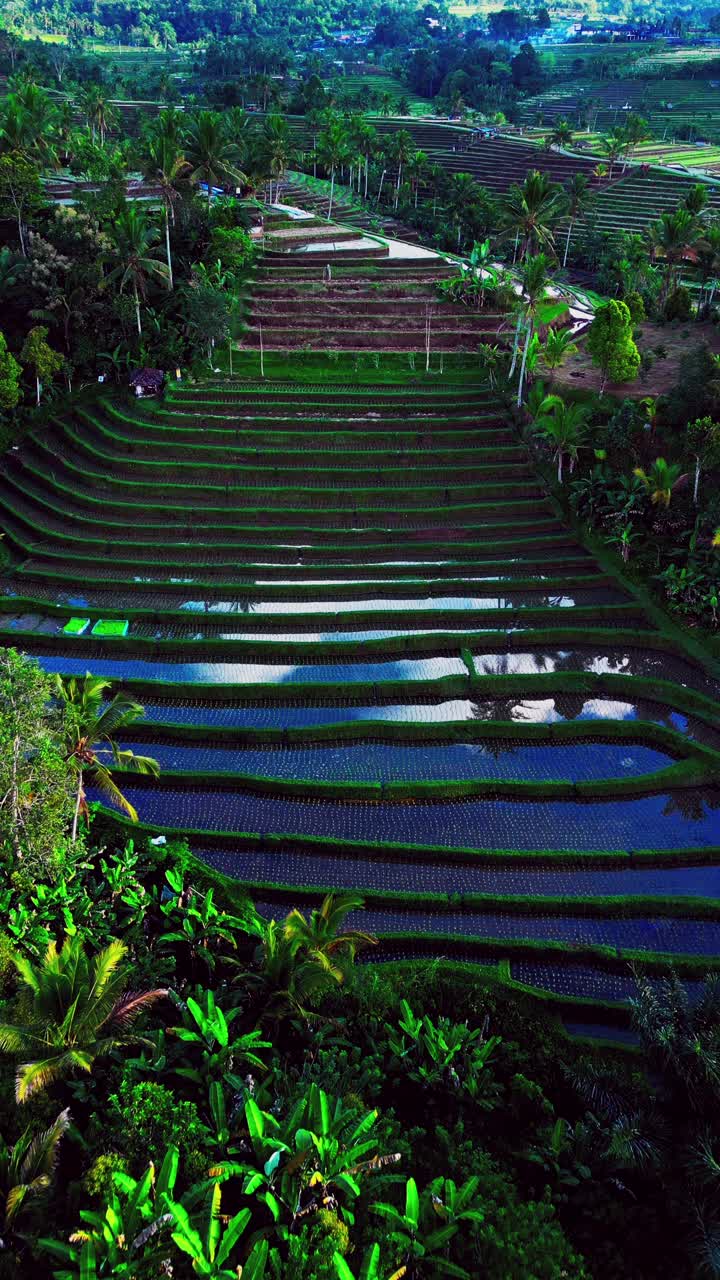 Jatiluwih Rice Terrace in Bali shines with golden hues as the reflecting rice paddies capture the morning sun in this stunning vertical drone video offering a peaceful view of the countryside
