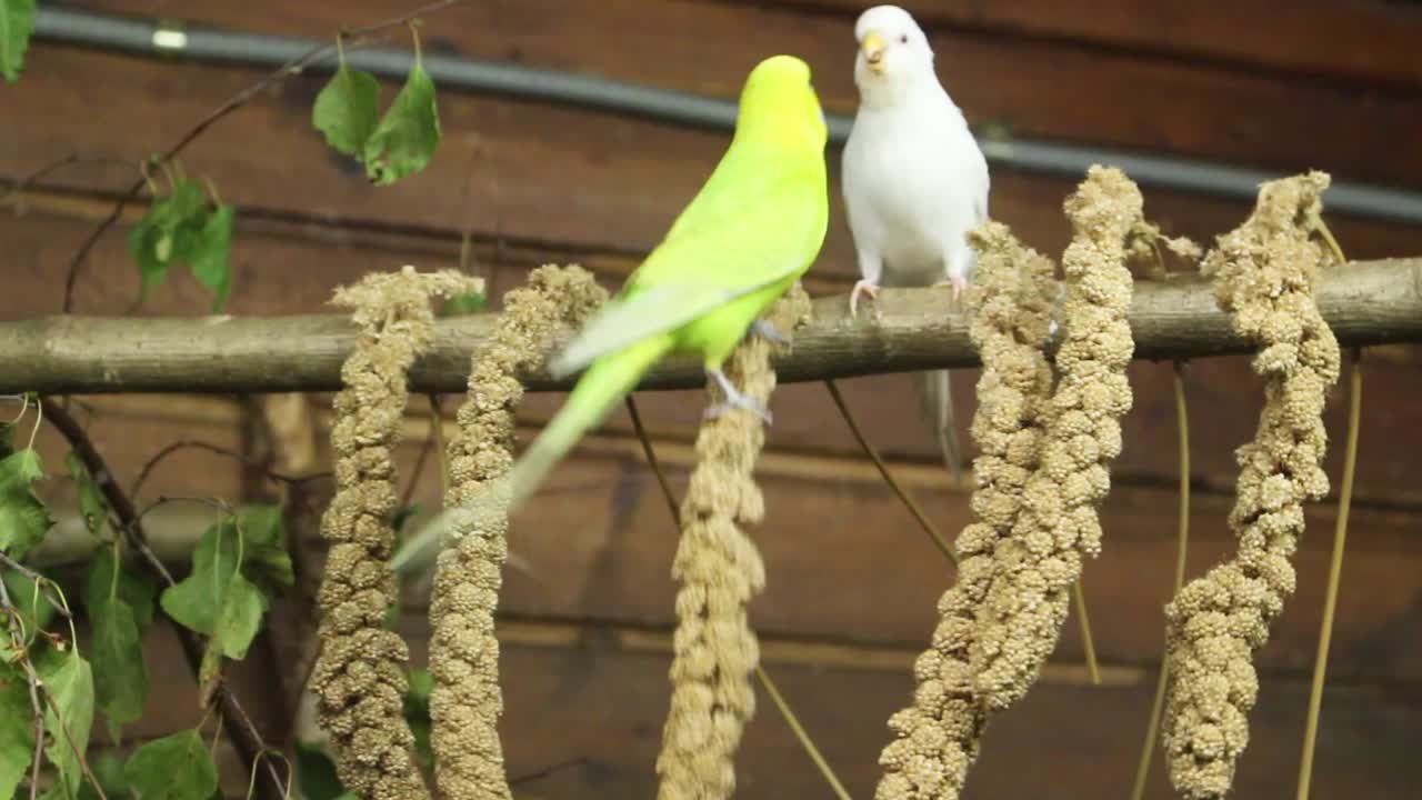 loros alimentándose en el zoológico