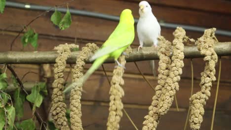 parrots feeding in the zoo