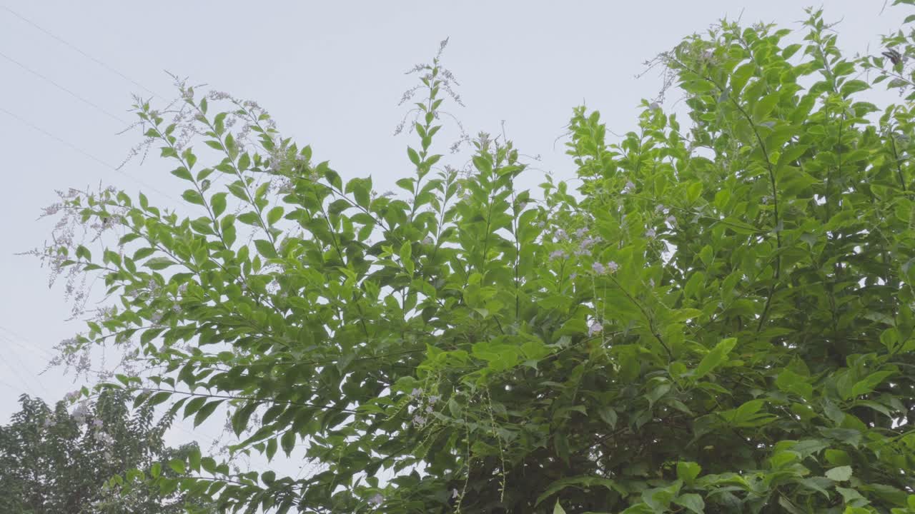 꽃 덤불 에 있는 나비 들