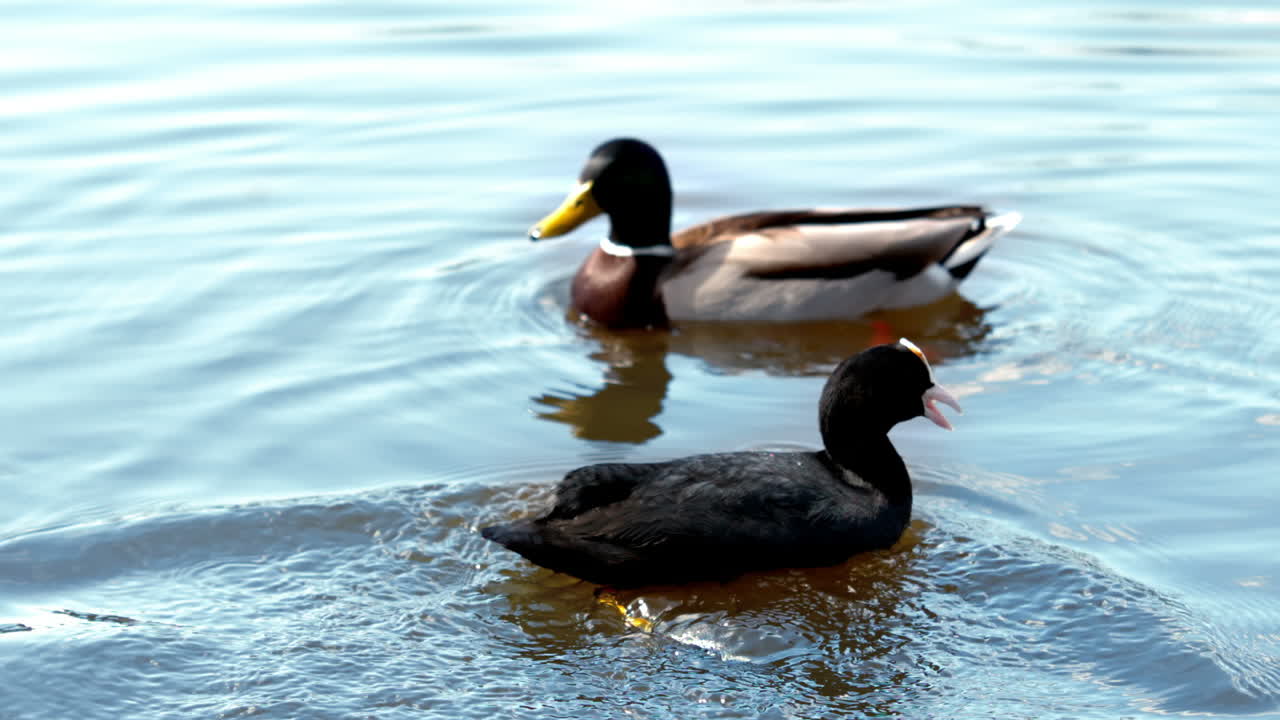 Due anatre che nuotano in un lago