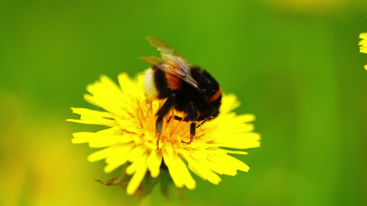 Closeup of bumblebee collecting pollen from yellow milkweed flower, rearestablishing macro