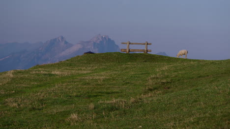 a single sheep eating grass in a meadow in the mountains