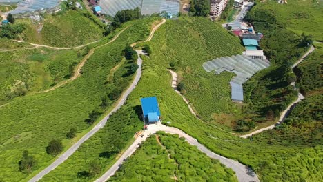 establecimiento de una toma reveladora de una enorme plantación de té verde en cameron highlands en malasia