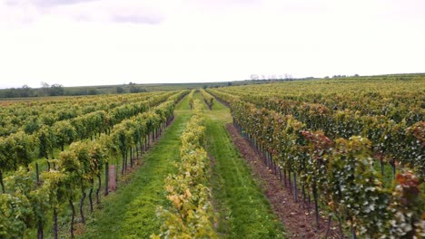 Drohne-Fliegt-Auf-Weinfarm-Mit-Makellosen-Weinbergen