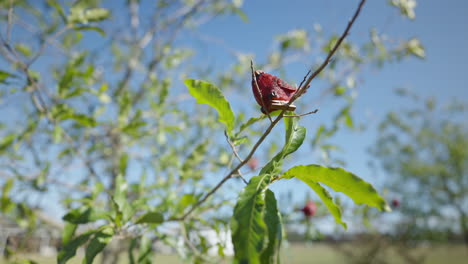 Pájaros-Falsos-Posados-En-Ramas-De-árboles-Que-Soplan-En-El-Viento