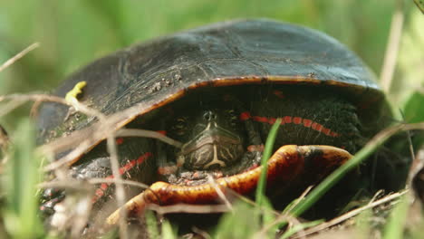 Bemalte-Schildkröte,-Die-Sich-In-Ihrem-Panzer-Auf-Grasbewachsenem-Land-Versteckt