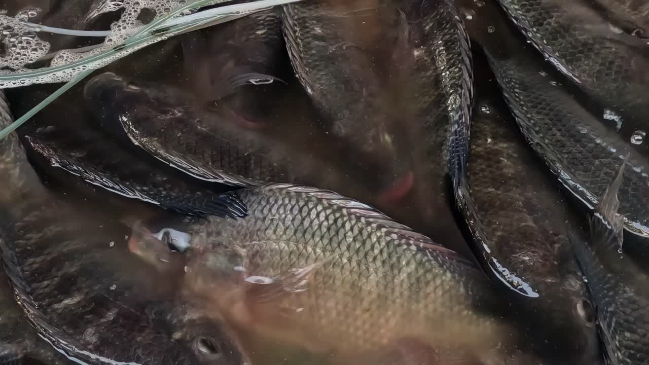 Detailed view of multiple fish submerged in water, showcasing scales and fins.