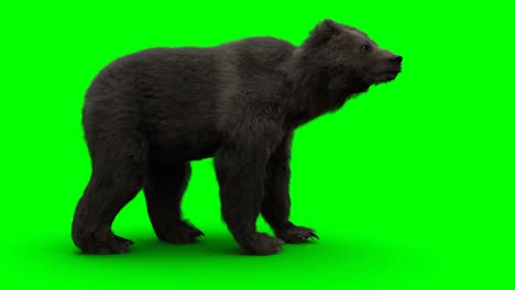 standing bear. green screen realistic animation.