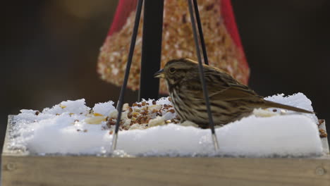 Brauner-Haussperling,-Der-Im-Winter-In-Maine-Von-Einem-Schneebedeckten-Futterhäuschen-Für-Vögel-Frisst