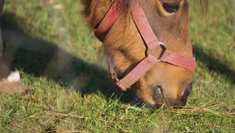 a brown pony grazing on the green meadow