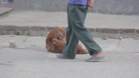 Perros-Callejeros-En-Nepal