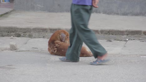 perros callejeros en nepal