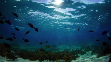 escuela de peces bajo el agua