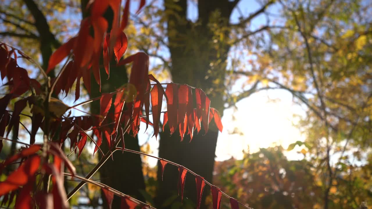 hojas de plantas de zumaque en otoño durante la puesta de sol de otoño con destello de lente, sartén de mano