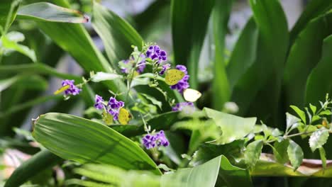 vibrant purple flowers among fresh green leaves