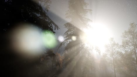 estrellas de la vía láctea con la luz de la luna sobre el bosque de pinos