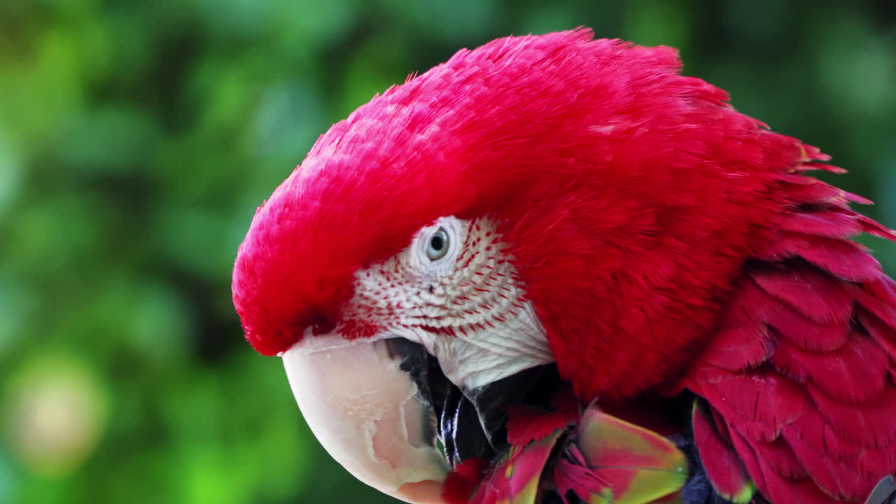 hermoso guacamayo de alas verdes, guacamayo escarlata. foto de cerca de la cabeza