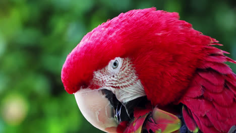 Hermoso-Guacamayo-De-Alas-Verdes,-Guacamayo-Escarlata.-Primer-Plano-De-La-Cabeza