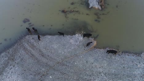 Herde-Schwarzer-Kühe,-Die-Im-Kalten-Winter-Braunes-Flusswasser-Trinken,-Von-Oben-Nach-Unten