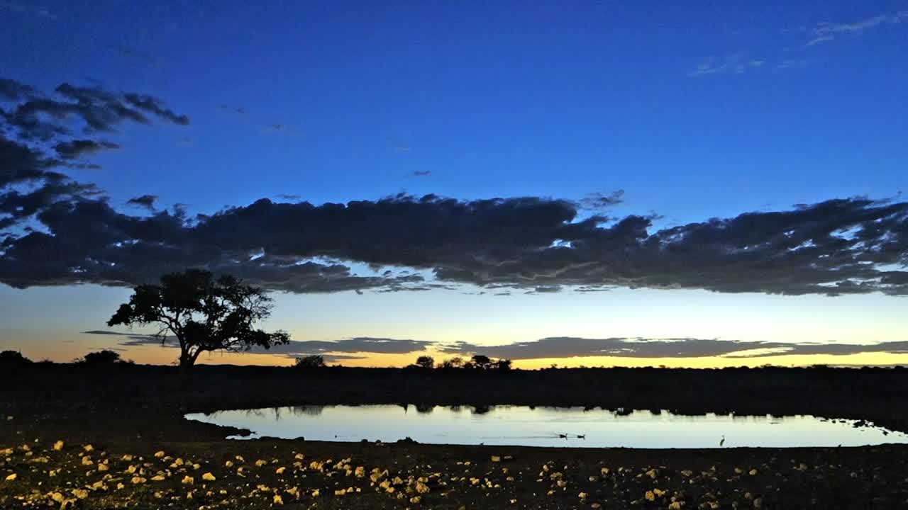 Acacia tree silhouette in Etosha National Park at dusk. Dramatic sky. Namibia safari. Namibia. African safari.